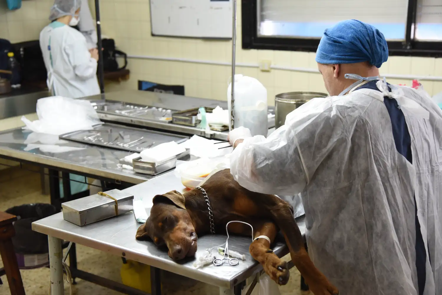 El Imusa actualiza el Registro Único de Mascotas junto al Colegio de Veterinarios