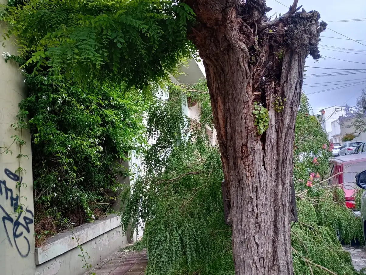 arbol caído - 1
