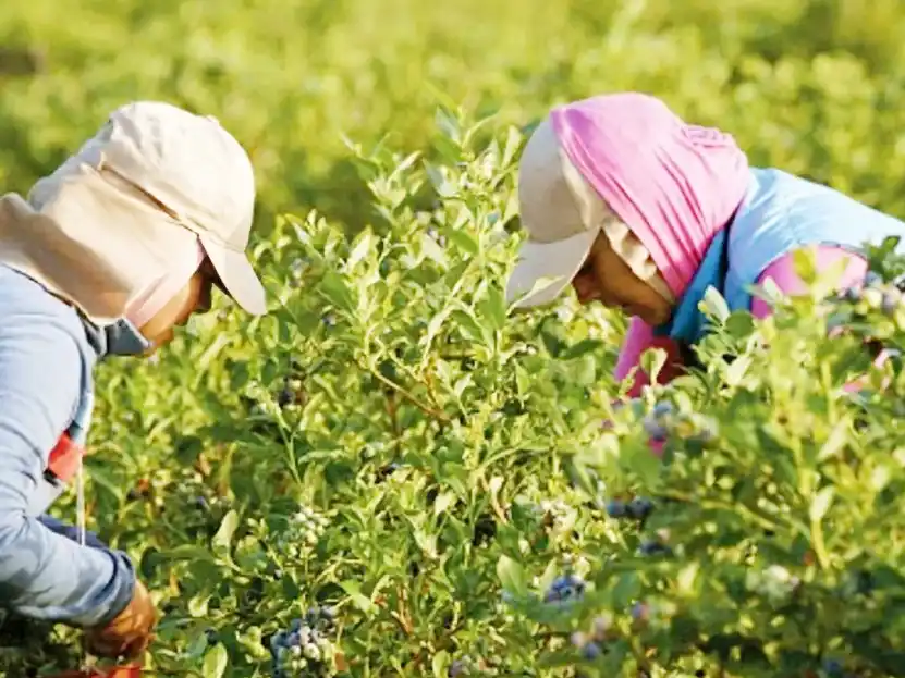 Entre Ríos exportó más de 4.000 toneladas de arándanos certificados