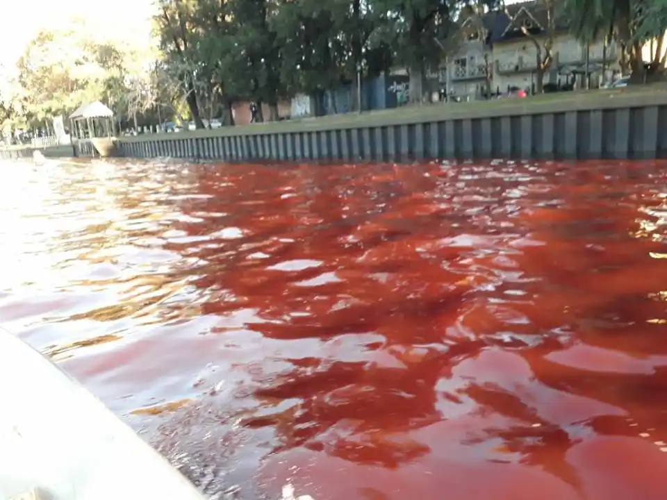 Cuáles son las causas del "río de sangre" que preocupó a Tigre