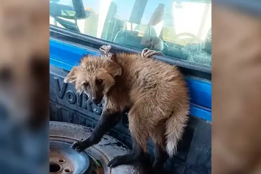 Liberaron un aguará guazú que fue encontrado y capturado en el departamento San Javier
