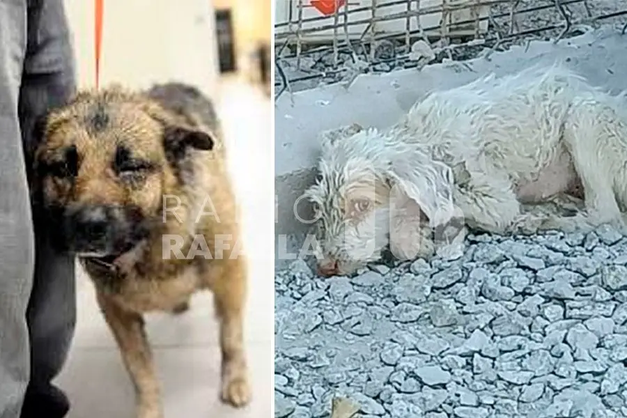 Los vecinos se cansaron y denunciaron a “Pancita” por maltratar, golpear hasta el desmayo y matar a sus mascotas