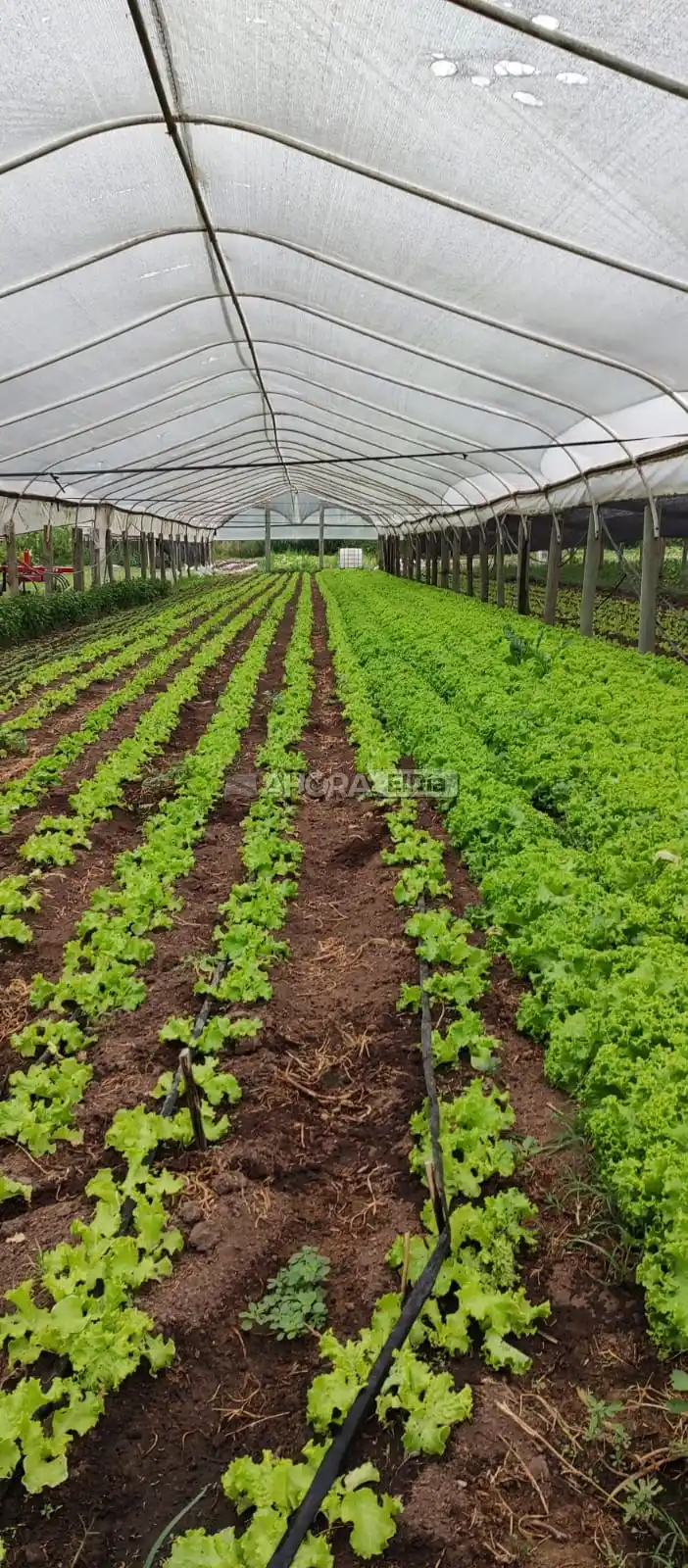 alimentos agroecológicos - 1