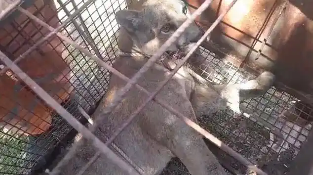 Puma suelto en Entre Ríos: un vecino se lo encontró en su propia casa