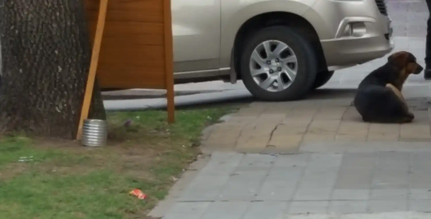 Comienzan a aparecer los tarritos de agua para los perros de la calle
