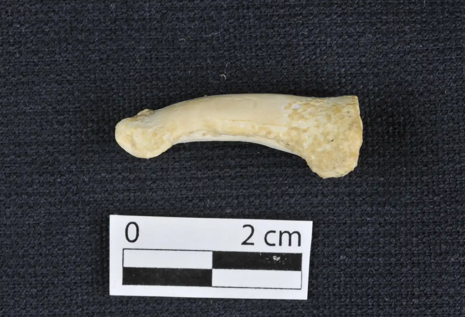 ‘Homo luzonensis’: Así es la nueva especie humana que han descubierto en Filipinas