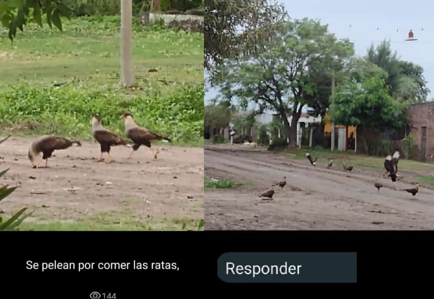 Con los cadáveres de las ratas en las calles, los caranchos irrumpieron en bandada para cumplir con su ecológico en una suerte de aliados a la hora de "desratizar" Los Amores, aunque no dan abasto. Foto enviados por vecinos.