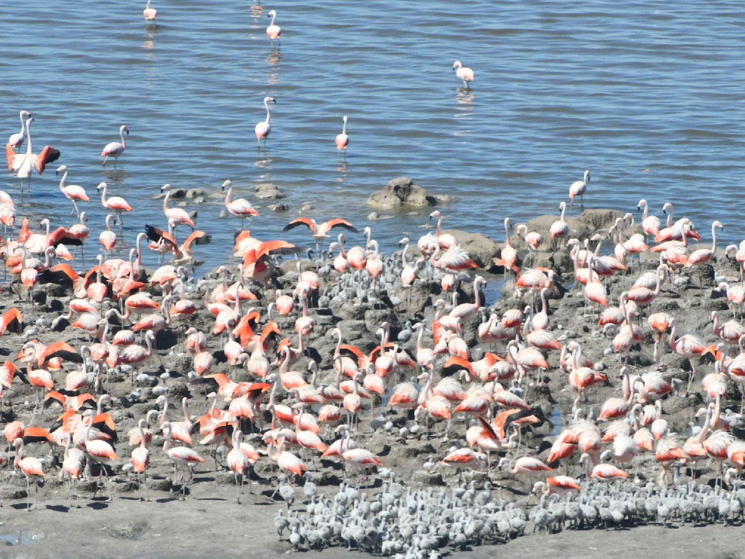 La mayor nidada de flamencos australes de Sudamérica se posó en Mar Chiquita