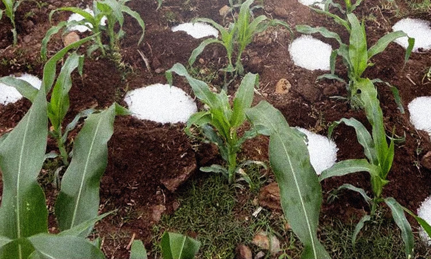 “Lluvia Sólida”: la tecnología sustentable que marcará un antes y un después en el agro misionero