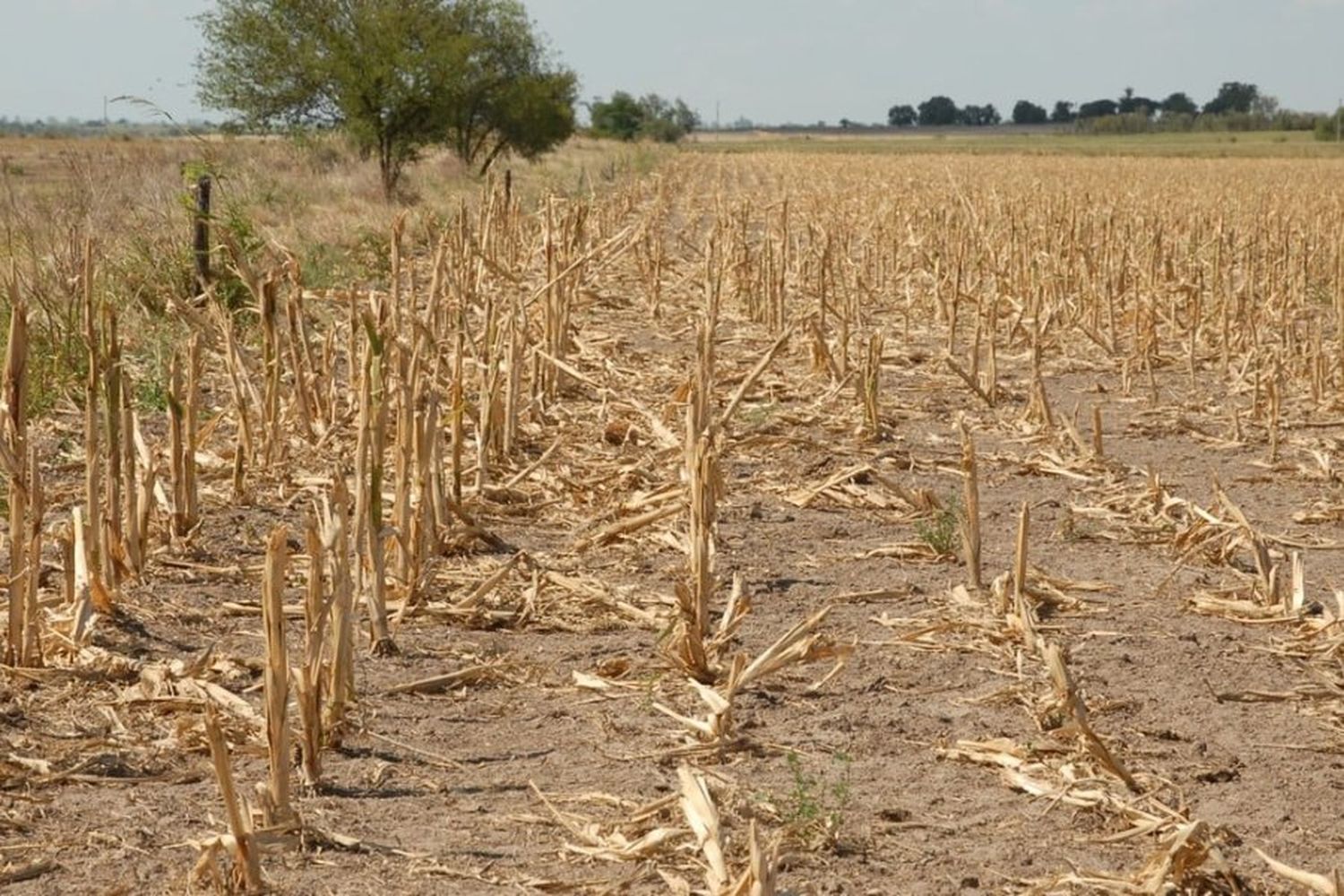 Provincia declaró la emergencia por desastre agropecuario en cuatro departamentos del norte