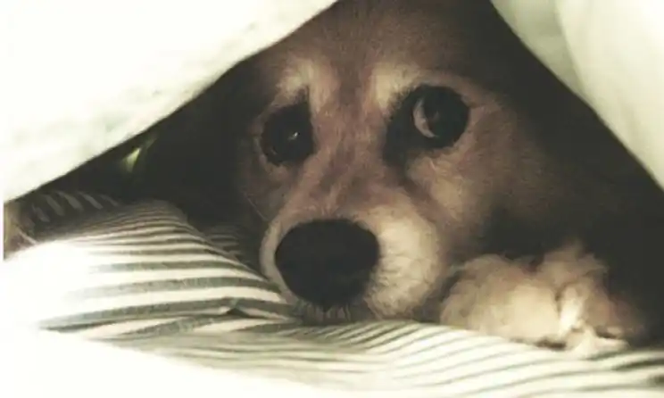 Cuidados y consejos para proteger a las mascotas de la pirotecnia