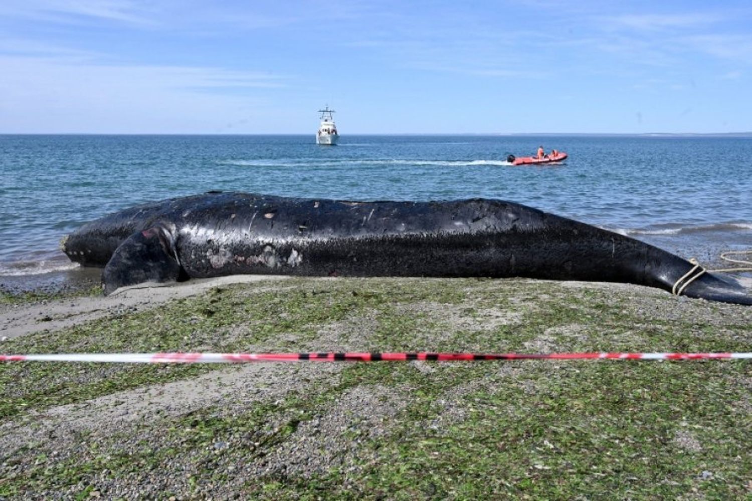 Impacto ambiental: ya son 30 las ballenas muertas en Chubut