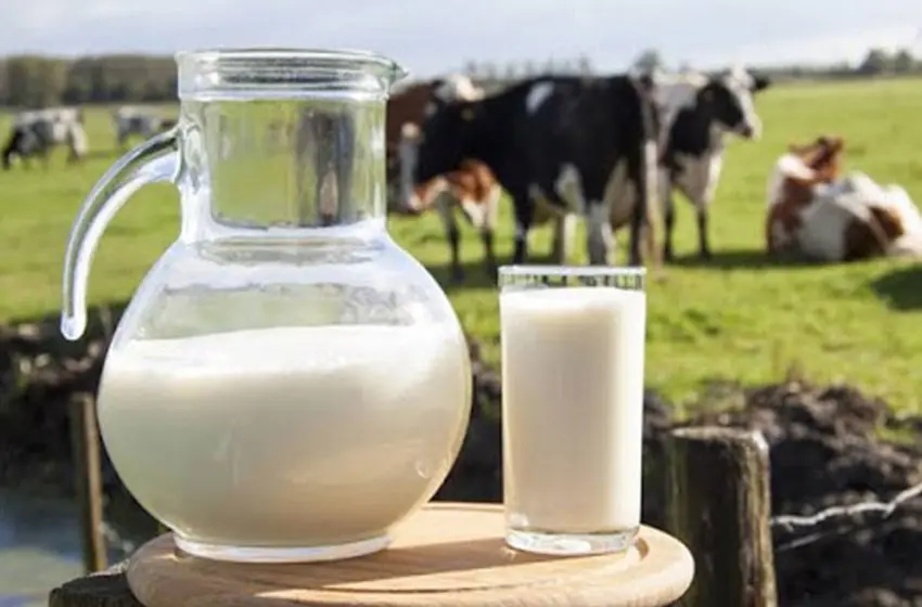 Día Mundial de la Leche: 5 cosas que quizá no sabías sobre la leche