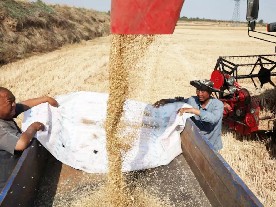 Los precios empujan a China a comprar trigo argentino