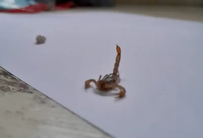 Hallaron un peligroso alacrán en Olavarría