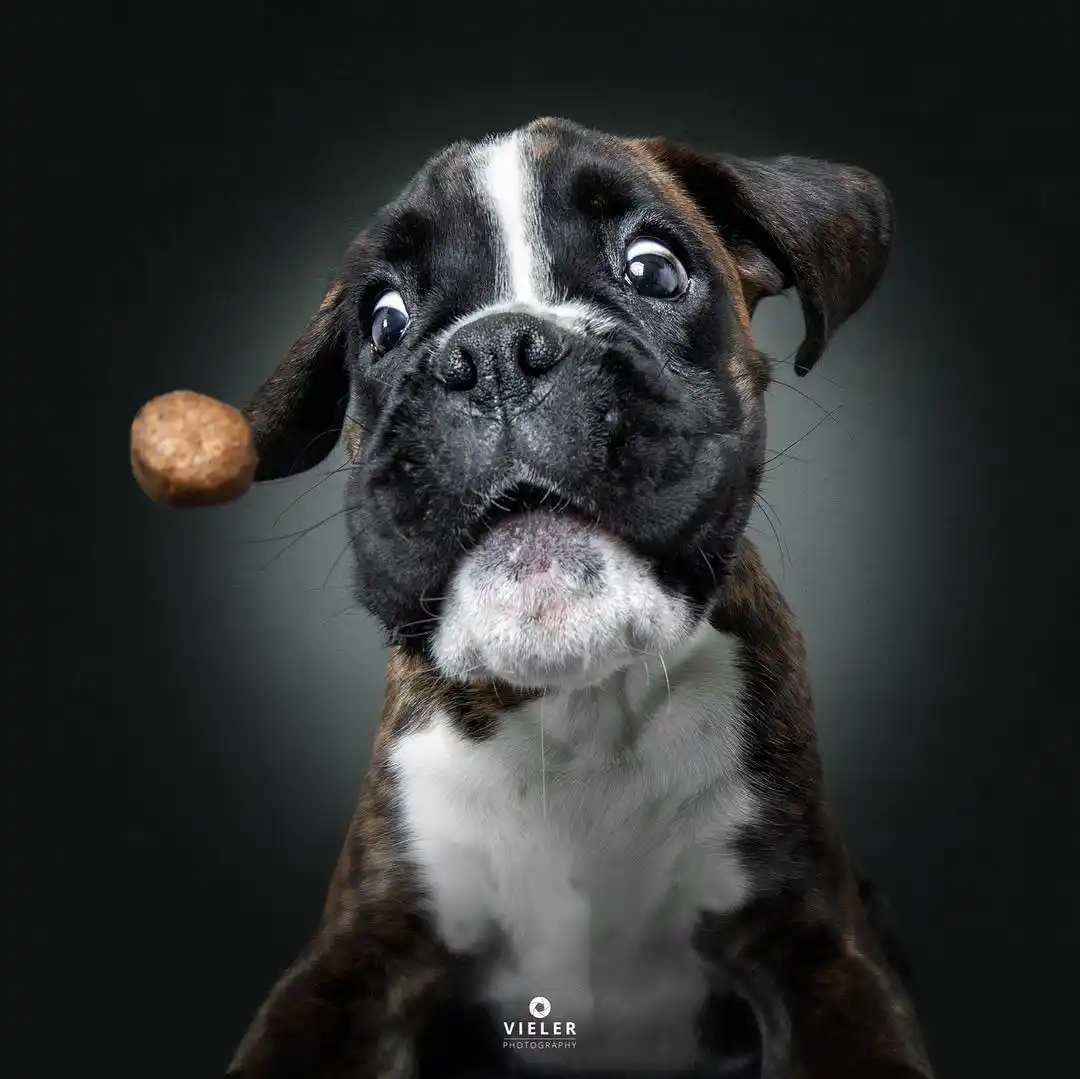 Perros golosinas - 8