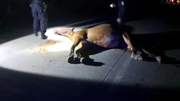La víctima falleció en el momento, como así también el animal, que quedó tendido sobre el asfalto.