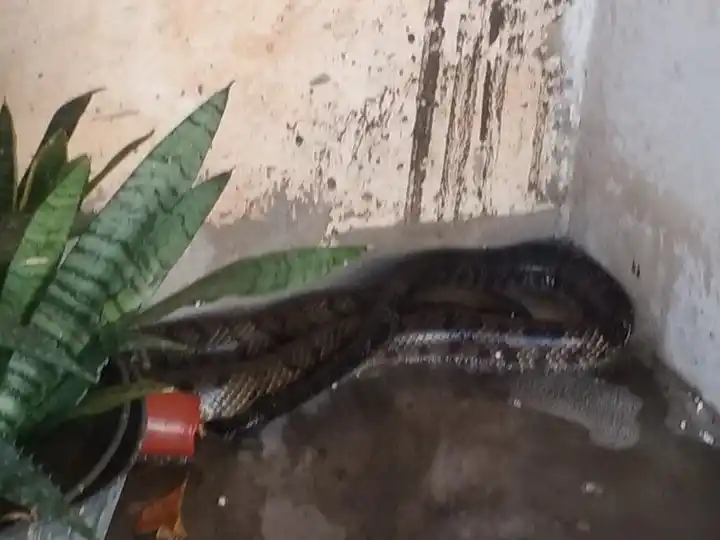 Susto en Avellaneda: una gran yarará apareció en medio de la ciudad