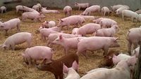Faltan microingredientes para la producción de alimentos balanceados por trabas a la importación
