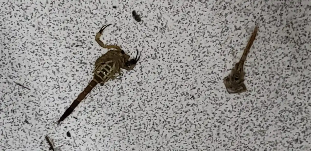 Cuidados en el hogar ante la aparición de alacranes