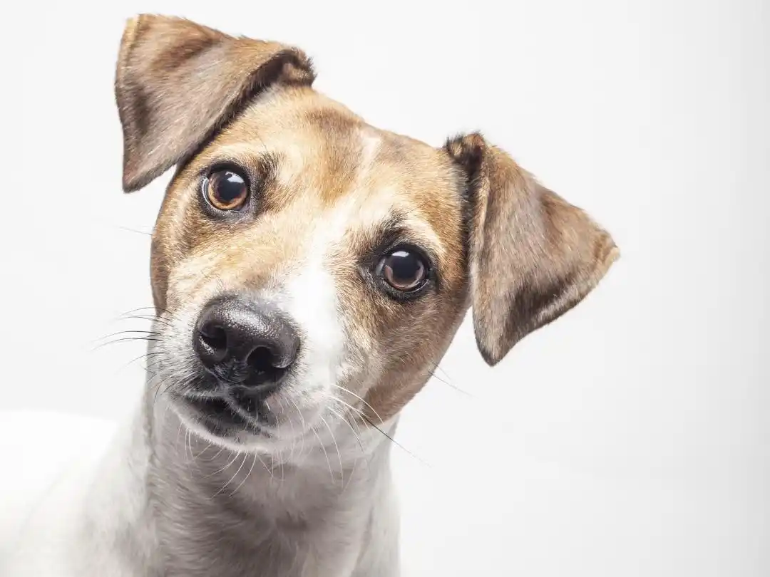 Un programa solidario, voluntario y sin fines de lucro para cuidar a las mascotas.