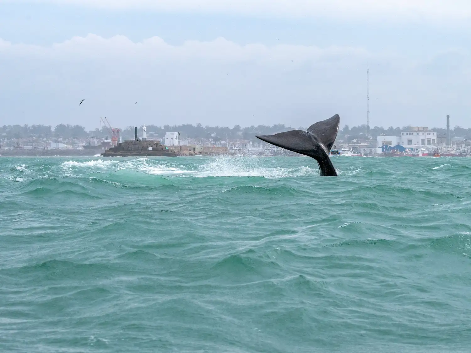 El paso de las ballenas por la costa de Mar del Plata se ha convertido en un clásico.