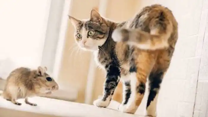 Los ratones que perdieron el miedo a los gatos y a muchas otras cosas