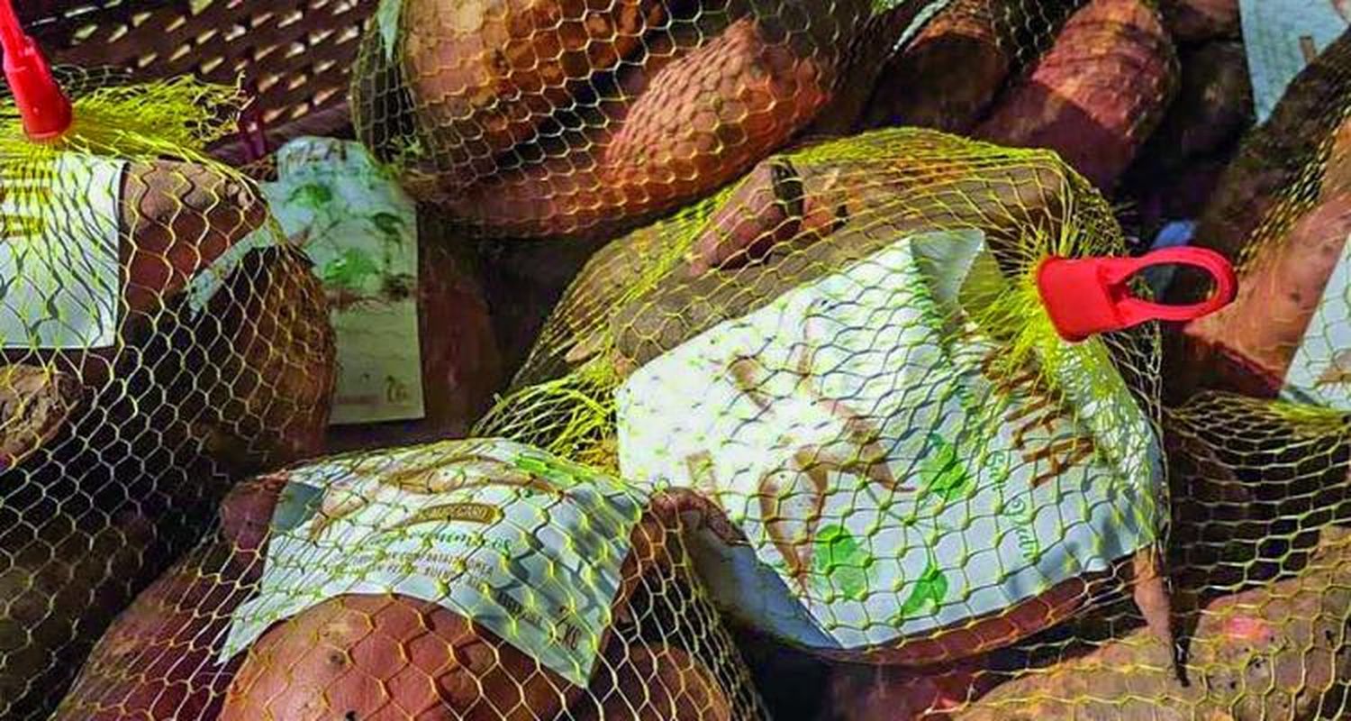 Inta presentó una nueva variedad de batata