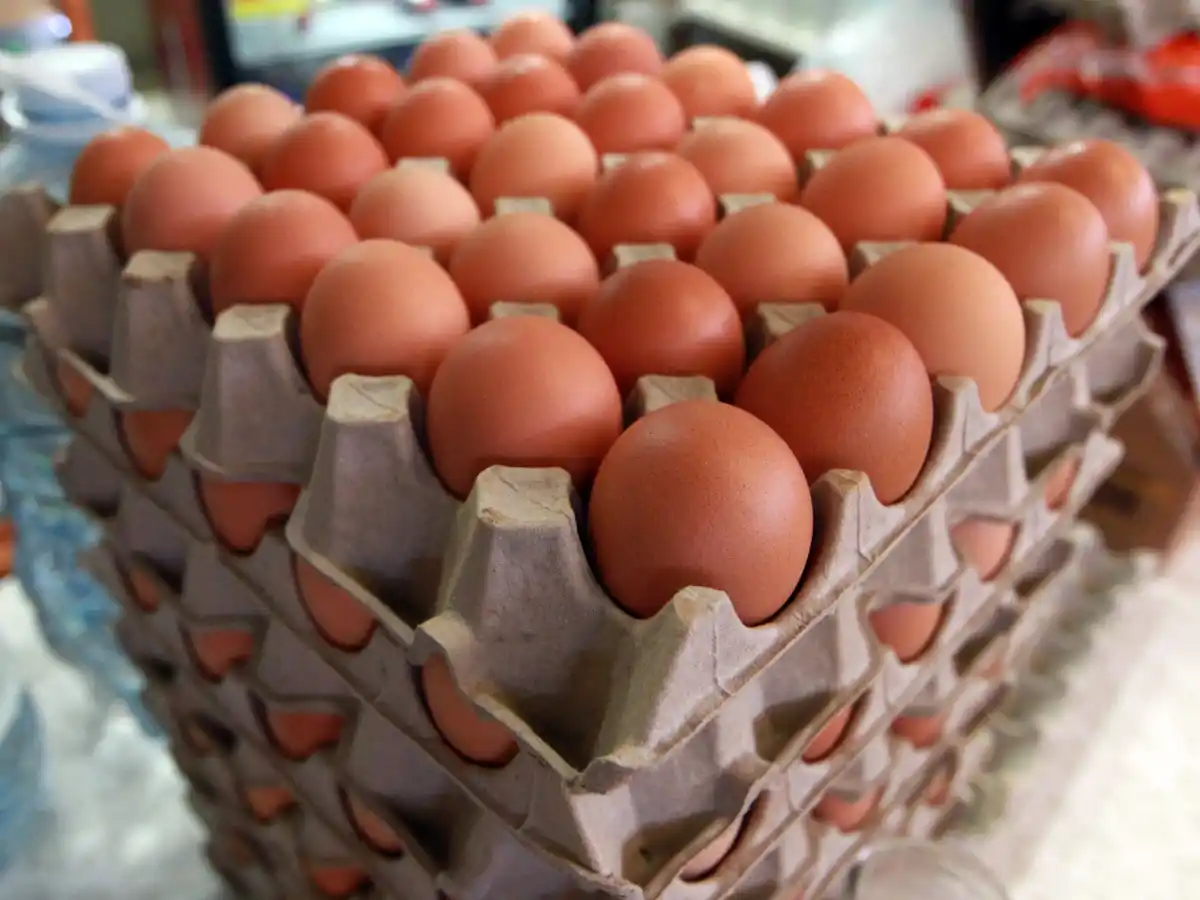 La supervivencia aviar es la razón de la forma ovalada de los huevos