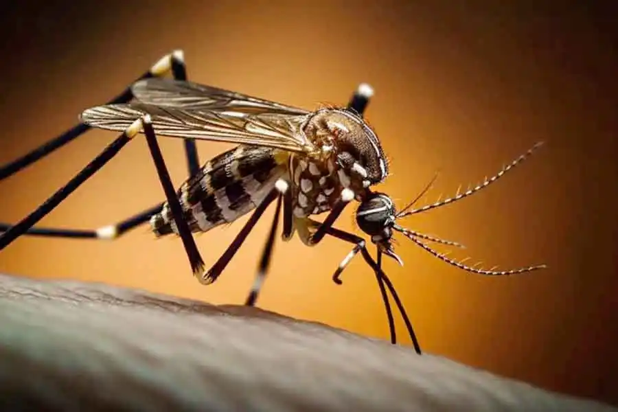 Las condiciones climáticas podrían provocar un aumento de casos de dengue en Argentina