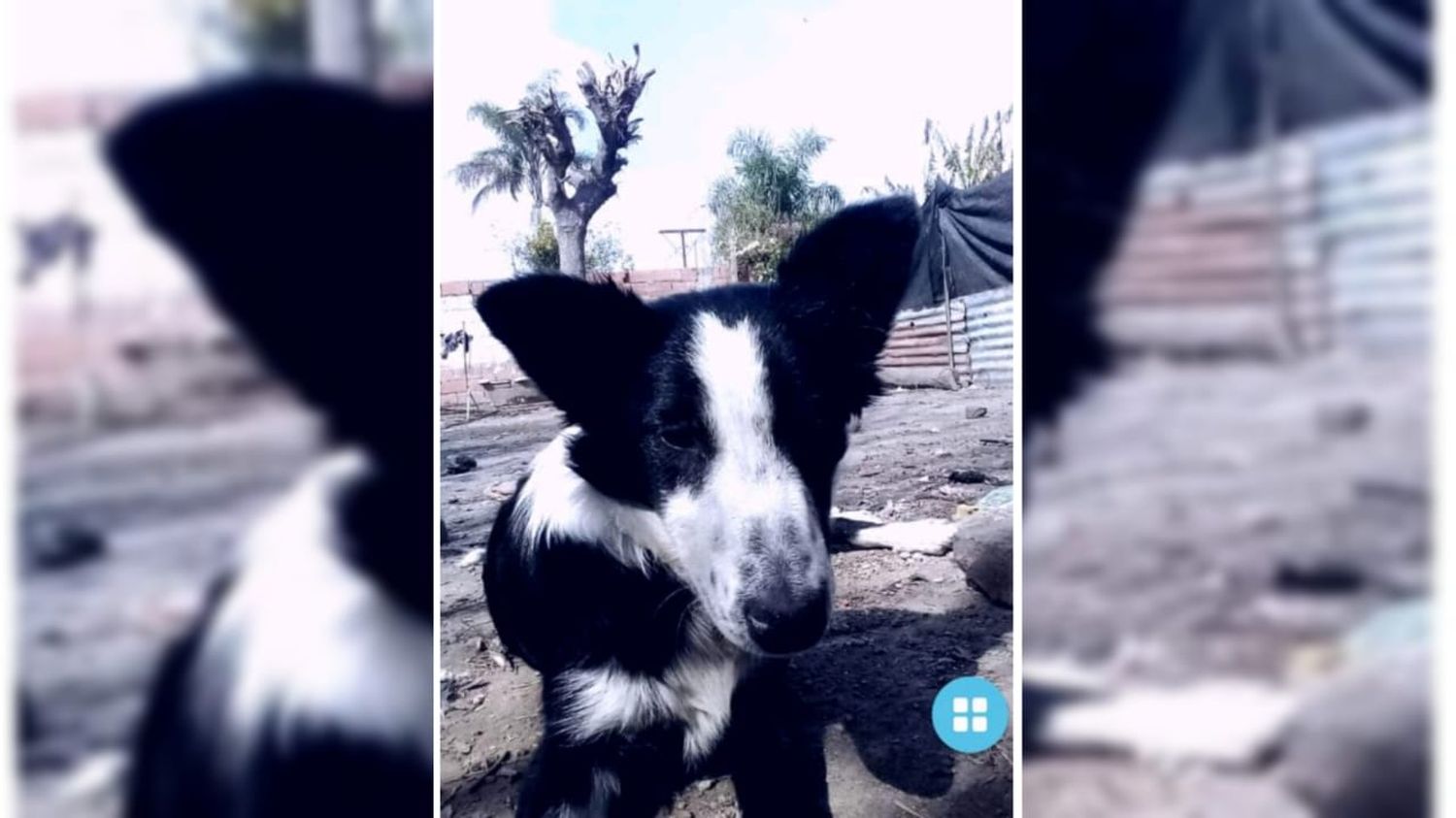 Se perdió Cucaiba y su dueño la está buscando
