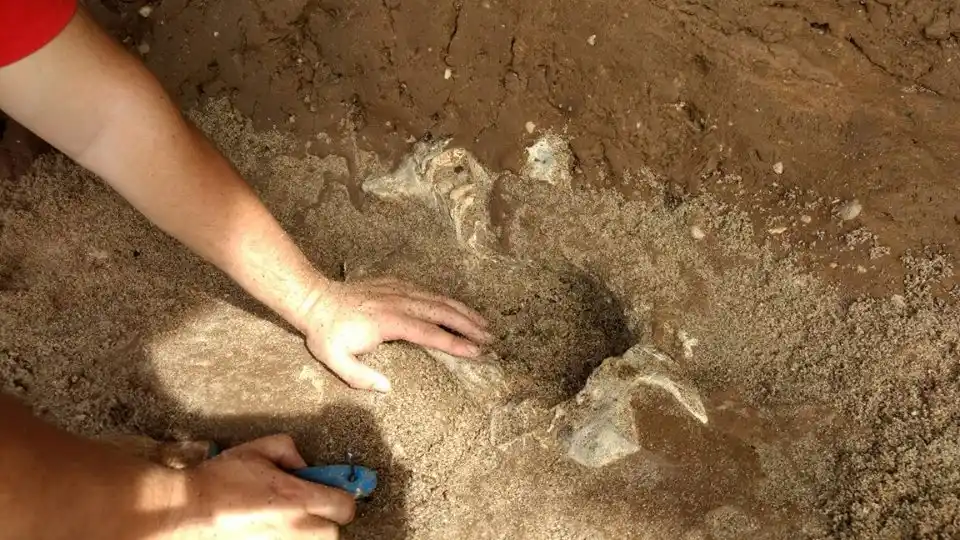 Hallaron en Playa Escondida el cráneo de un Megatherio: "Esto es inédito"