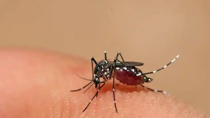 Dengue en Mar del Plata