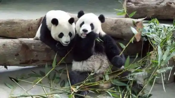ESPERANZAS EN PANDEMIA: embarazo de una panda revaloriza acciones en bolsa de Tokio