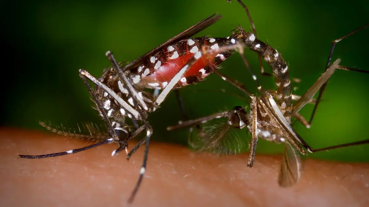 Todo lo que debes saber sobre el DENGUE (+Detalles)