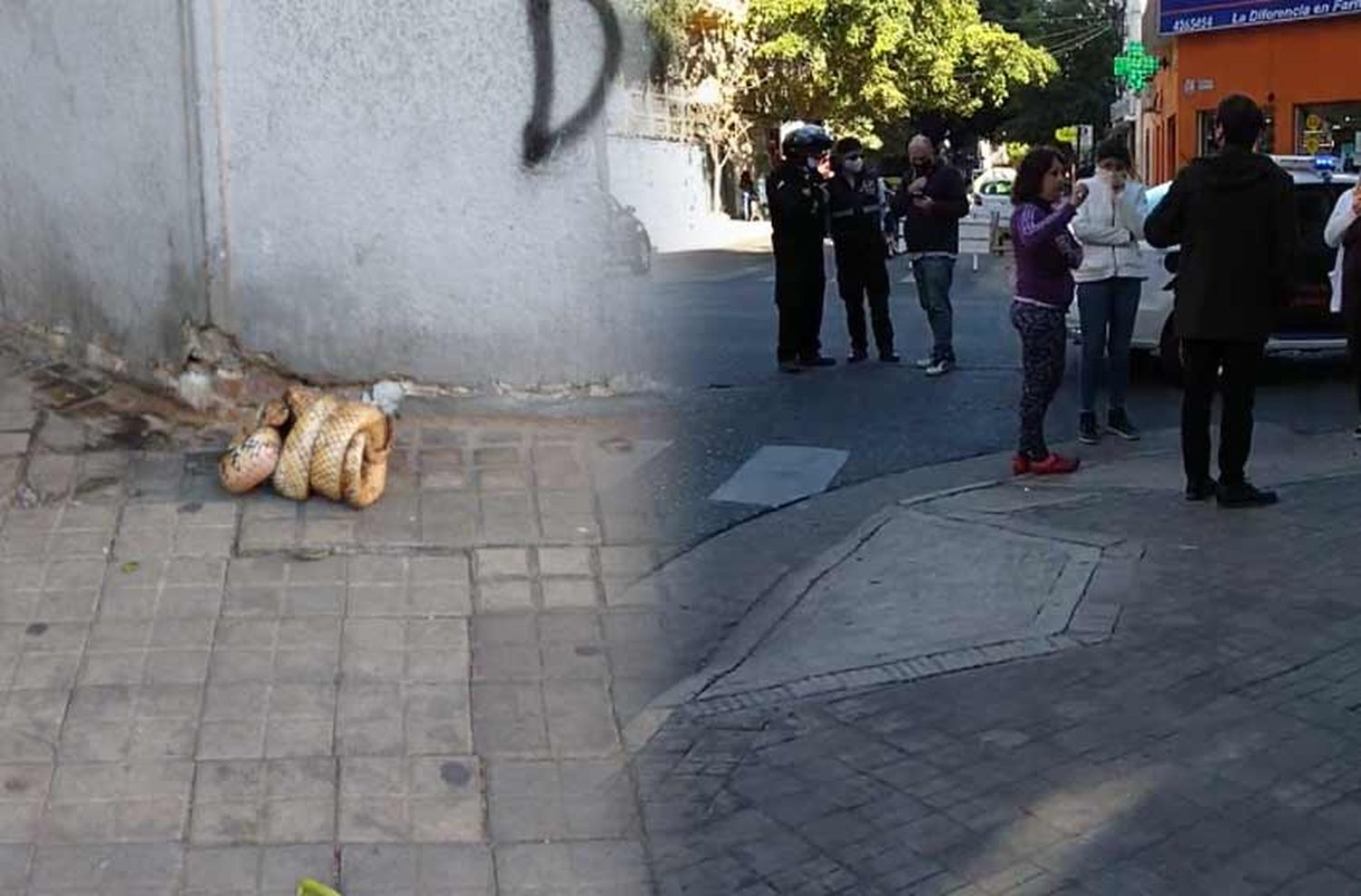 Apareció una víbora en pleno centro y cortaron el tránsito para rescatarla