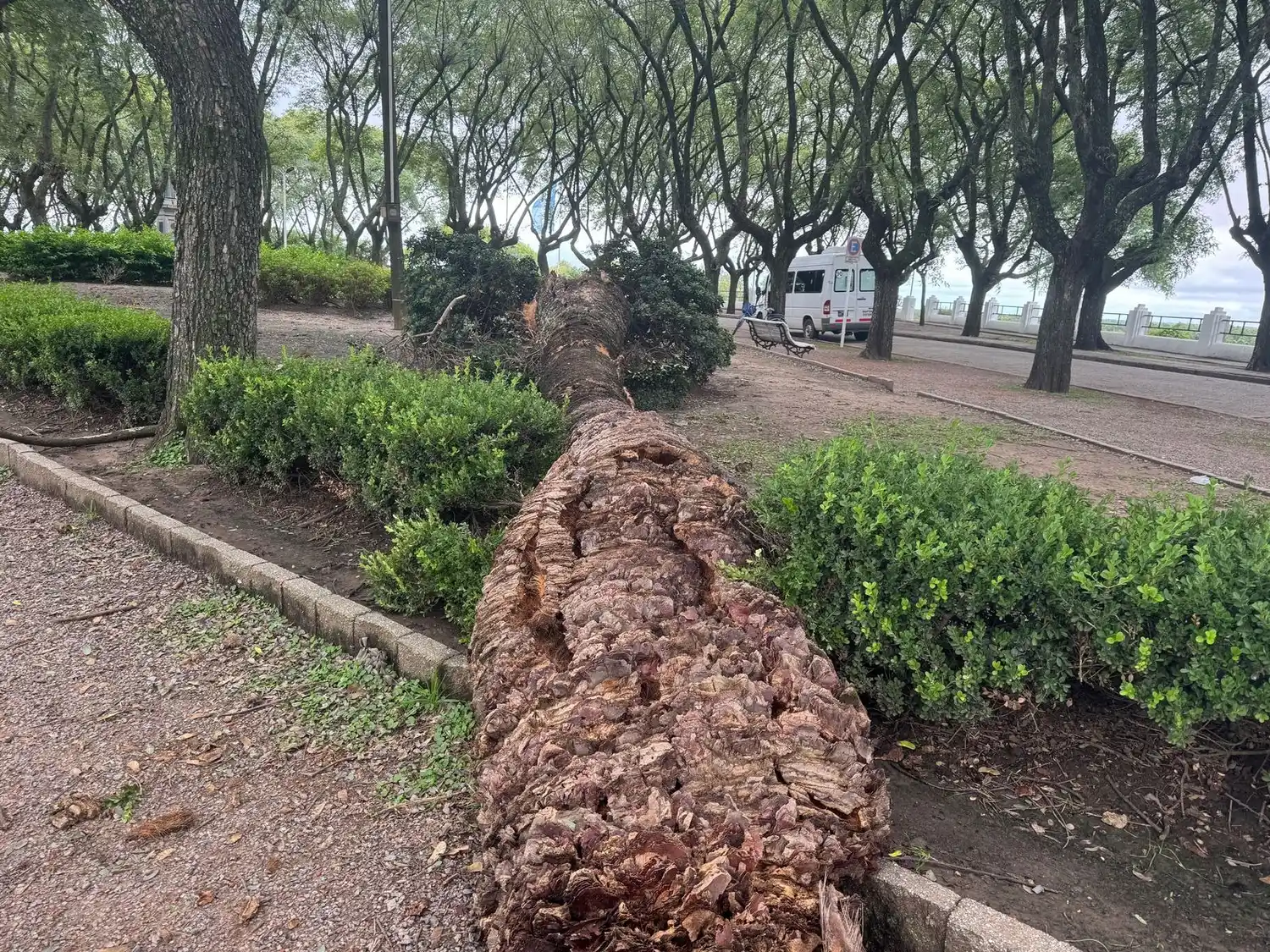 palmera caida plazoleta fray cayetano rodirguez