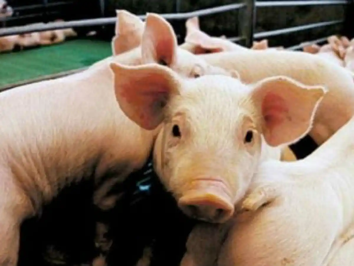 Por un brote de triquinosis sacrifican a más de 130 cerdos en Córdoba