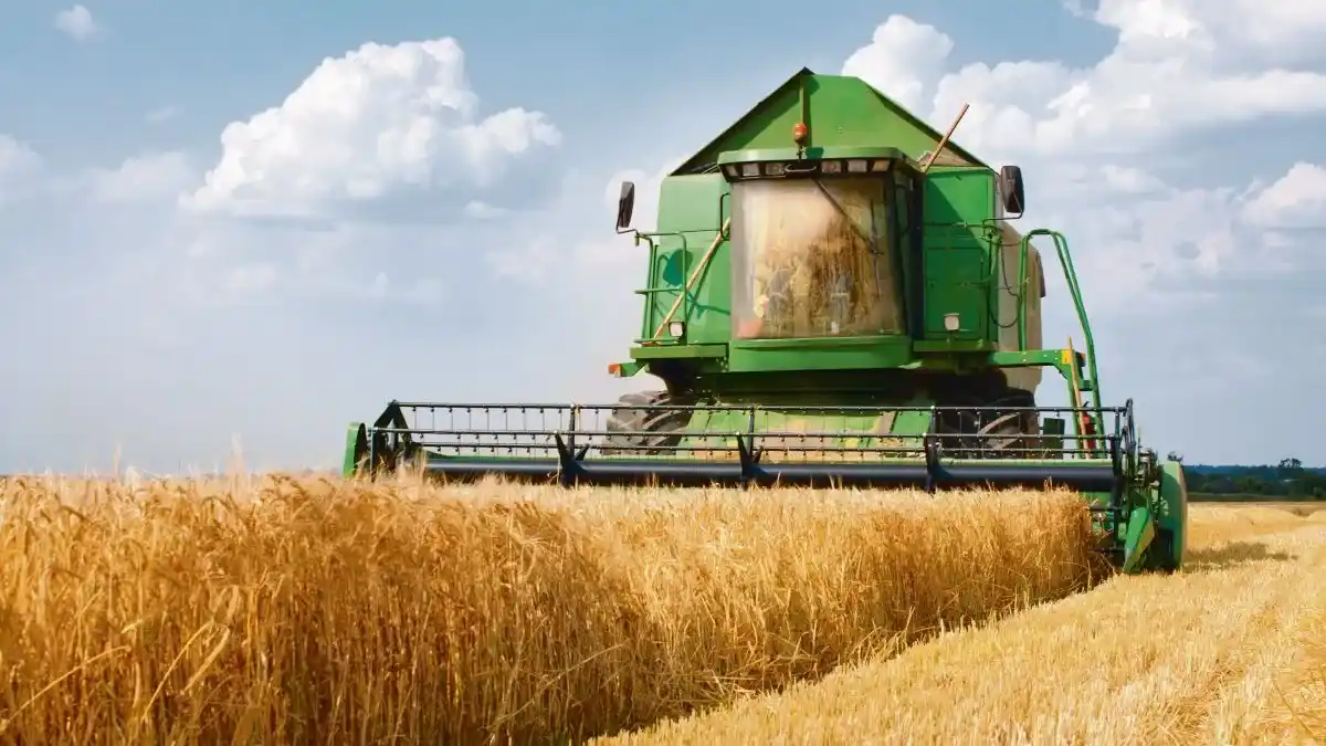 Trigo: la producción crecería 30% y estaría entre las mejores de los últimos años
