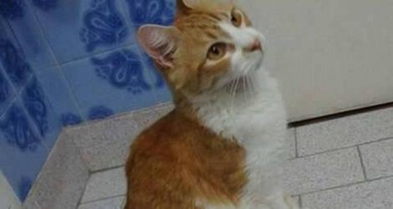 Coco está perdido