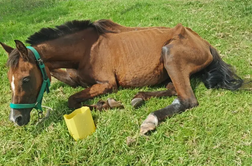 Golpe de calor desmayó a una yegua y detienen a su dueño por golpearla