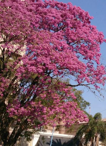 Plan de Forestación 2025