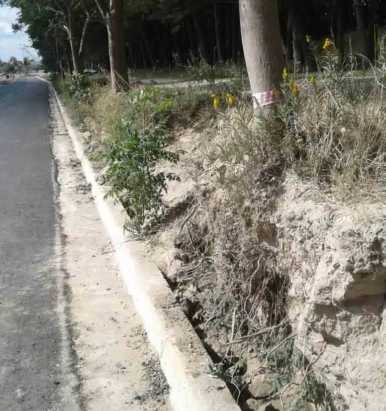Av. 10: cortaron raíces de árboles