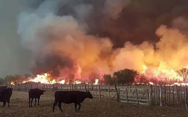 300 mil hectáreas afectadas en La Pampa y Mendoza por incendios 
