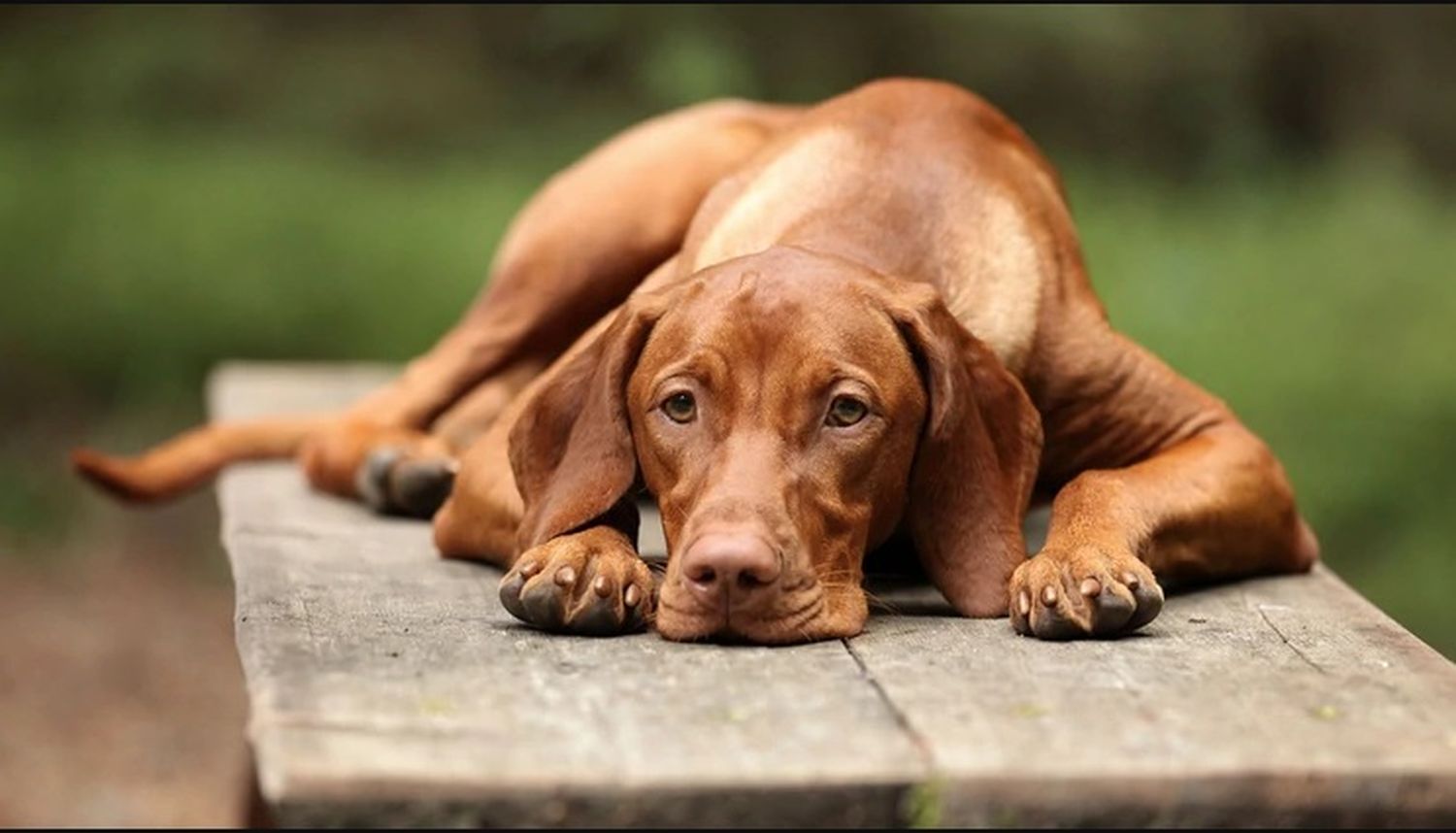  Una misteriosa enfermedad afecta a los perros de Noruega