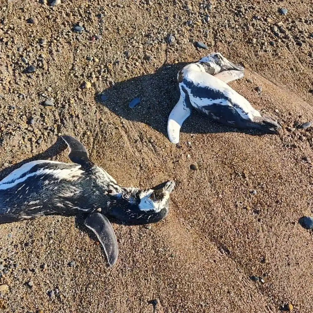 Se registró una gran cantidad de pingüinos muertos en distintos puntos de la Costa Patagónica.