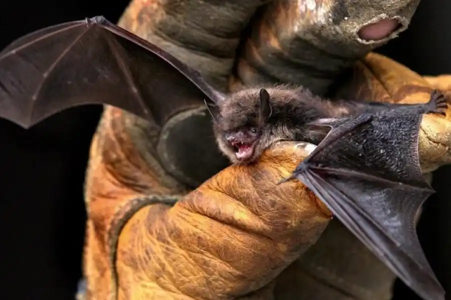 Nuevo caso de murciélago con rabia en Santa Fe: ya son cuatro en lo que va del año