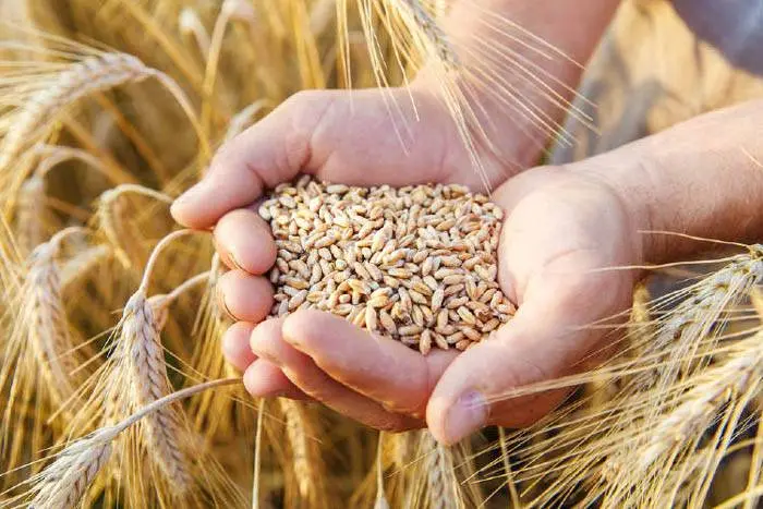 Análisis de calidad de trigo,  por el clima la CACER mantiene el arancel del servicio