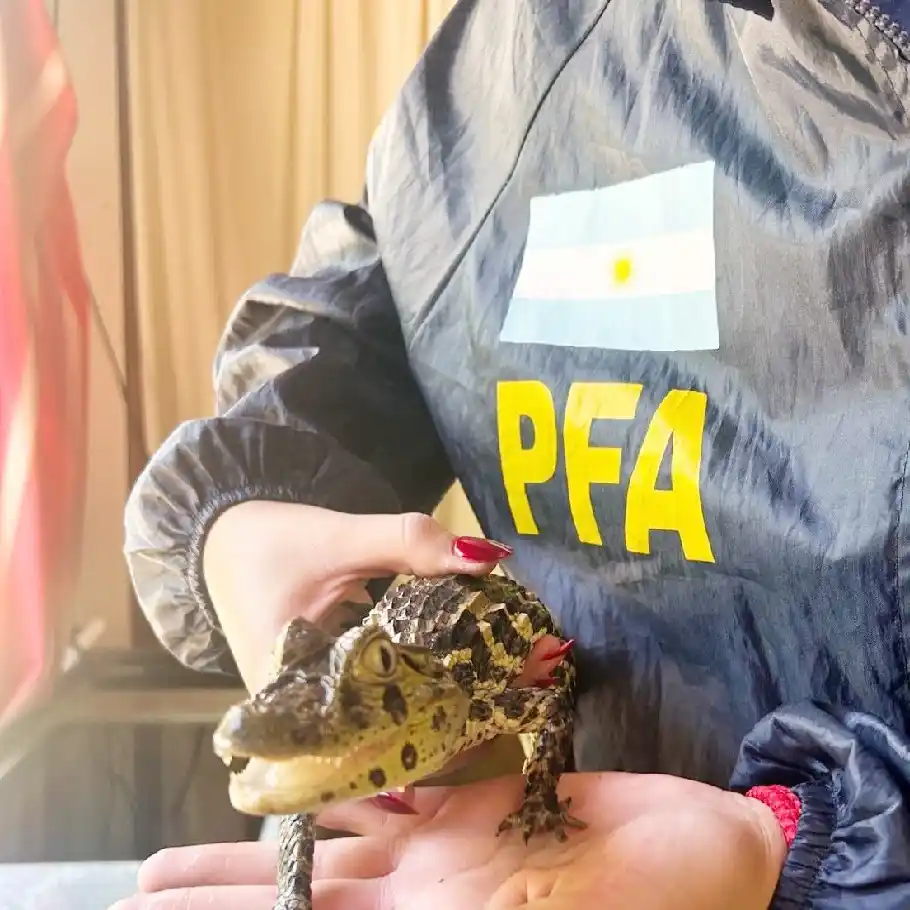 Detuvieron a un falso vidente que usaba animales protegidos en rituales espiritistas