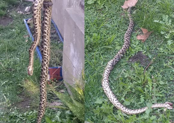 Encontraron una yarará en Río Tala: “Dicen que tengamos cuidado porque mordió a un perro”